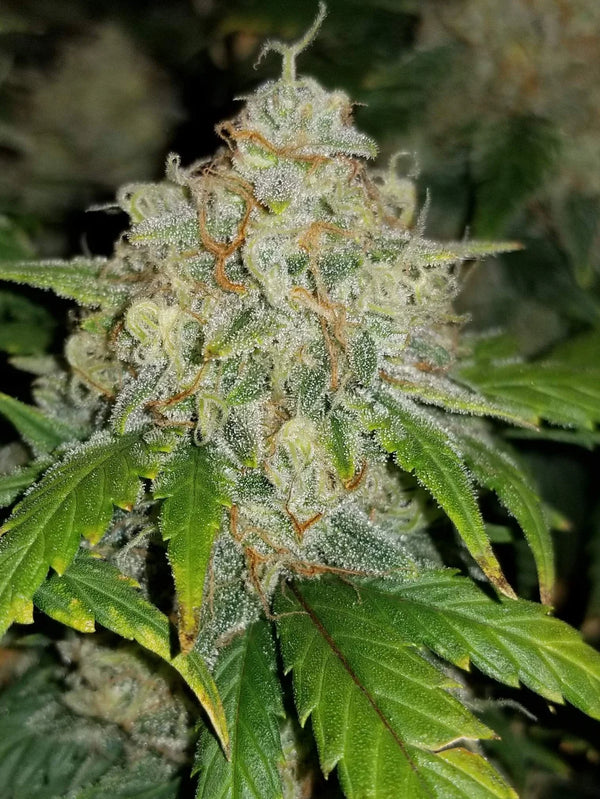 Skittlez Auto