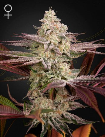 Seeds  Green House Seed  Chemical Bride  3  Fem