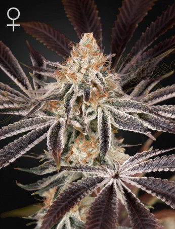 Semi  Green House Seed  Dark Phoenix  3  Fem