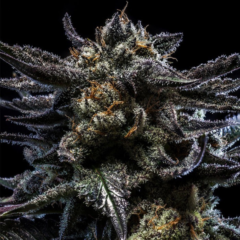 Ripper Seeds - Zombie Kush - 1, 3, 5 Seeds