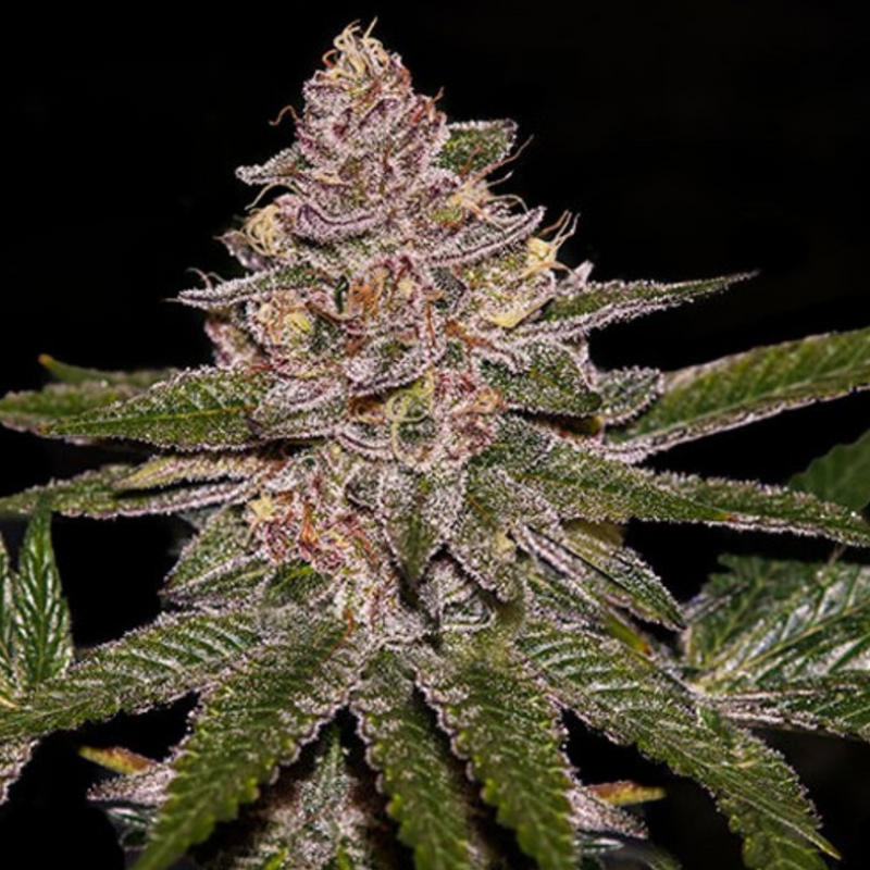 Semi - Ripper Seeds - Radical Juice 1, 3, 5 Seeds