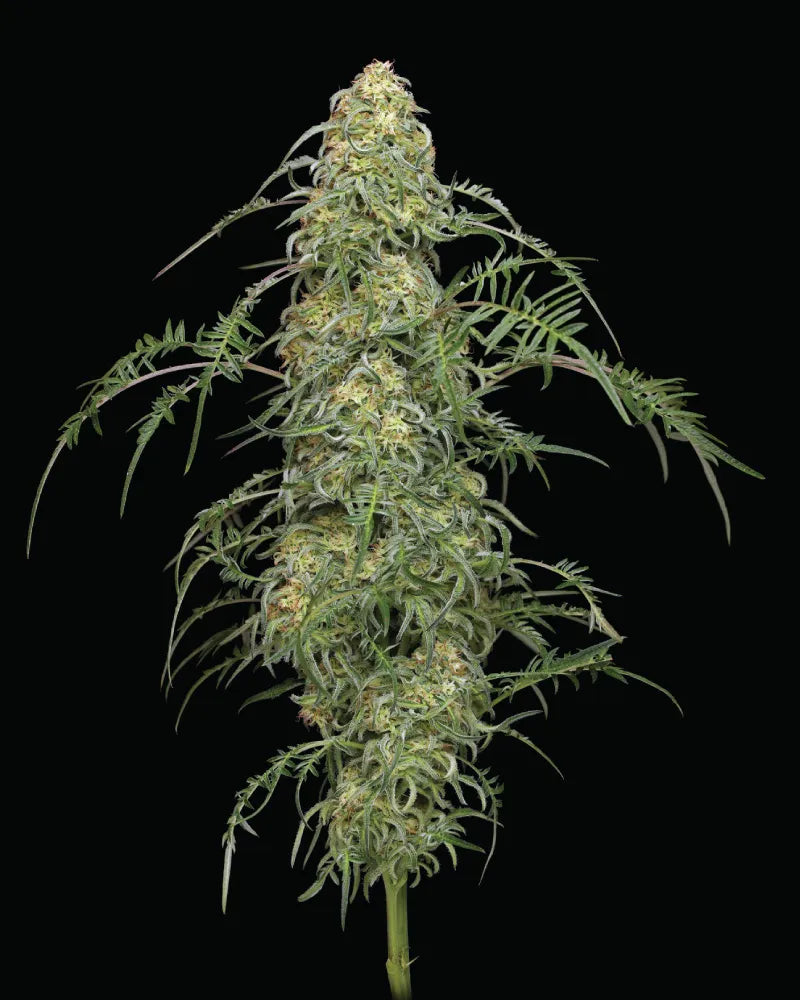 Semi  Humboldt  Seed Company  Freakshow  3,  5,  10