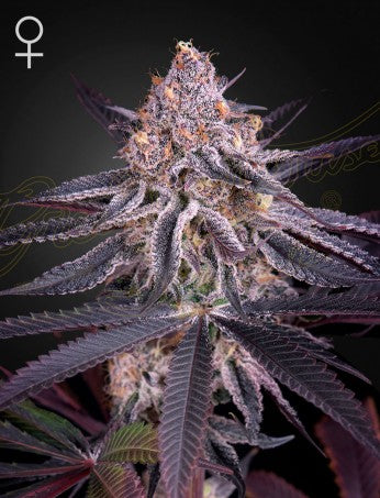 Semi  Green House Seed  King's Juice  3   5  Fem