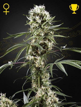 Semi Green House Seed  Super Lemon Haze  5 Fem