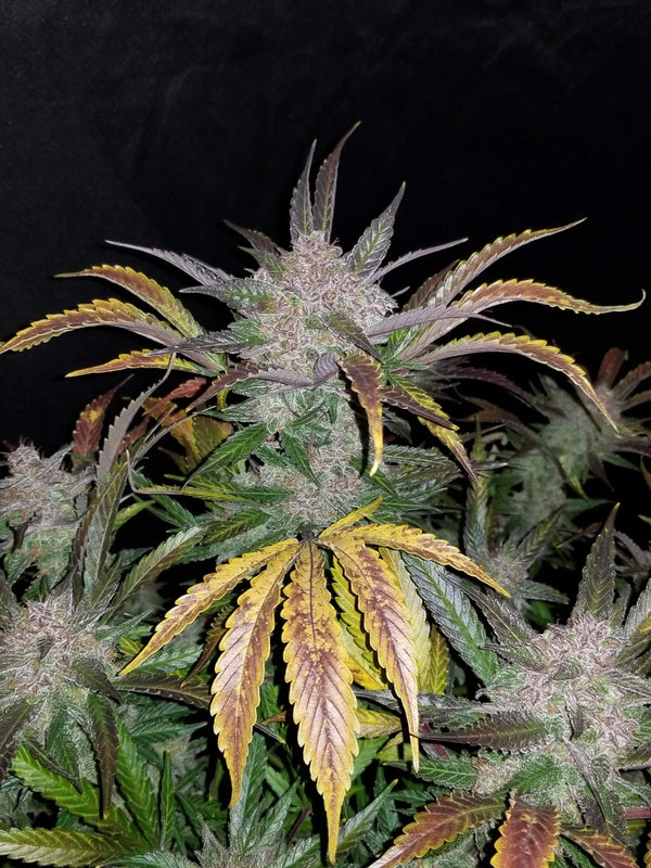 Cream Cookie auto