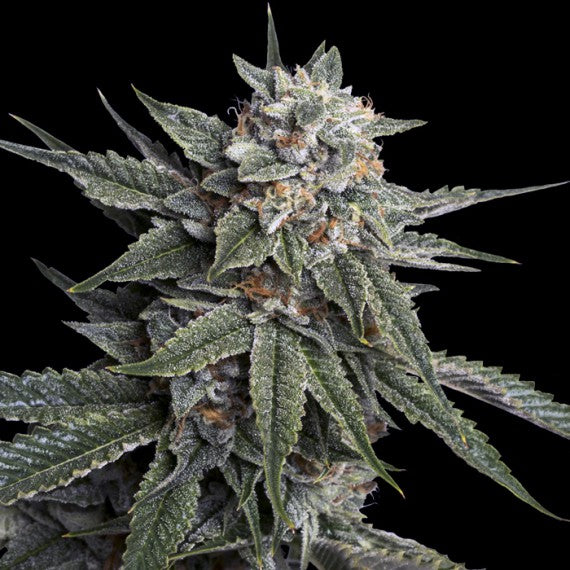 Semi  DNA Genetics   Holy  Grail Kush  3,  6