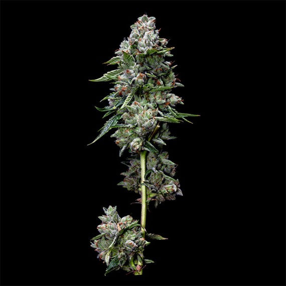 Semi DNA Genetics (RP)  Kosher Kush  3,  6,