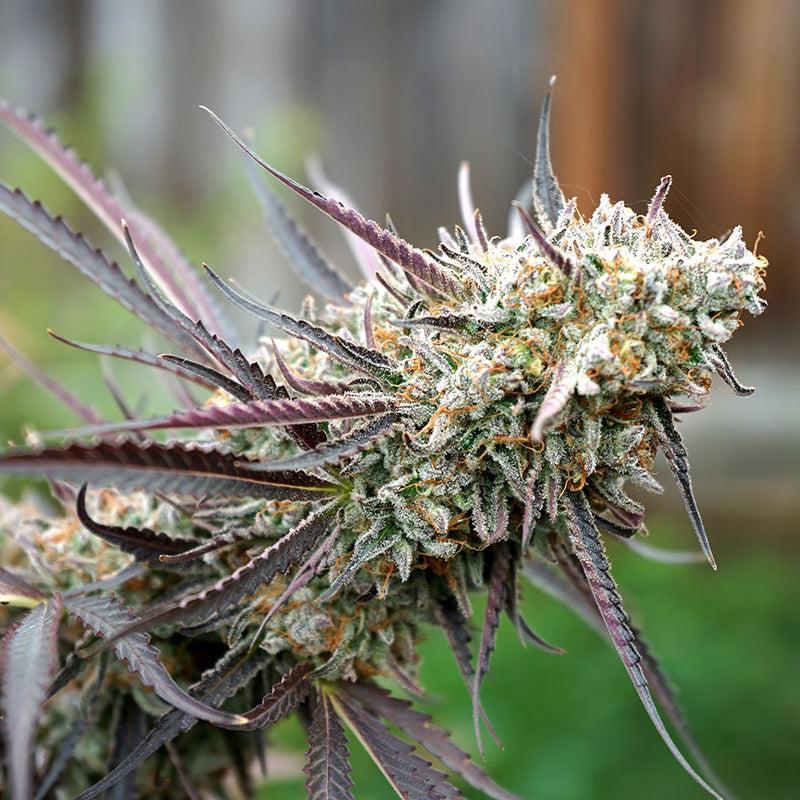 Semi  Humboldt Seed  Orgazization  Ice Cream Cake  Fast Flowering  3,  5,  10